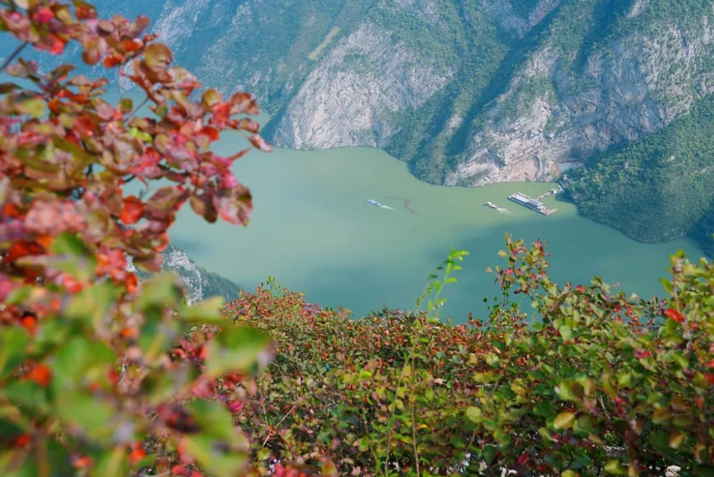 Beautiful scenery of red leaves. (Photo provided by Wushan County Integrated Media Center)