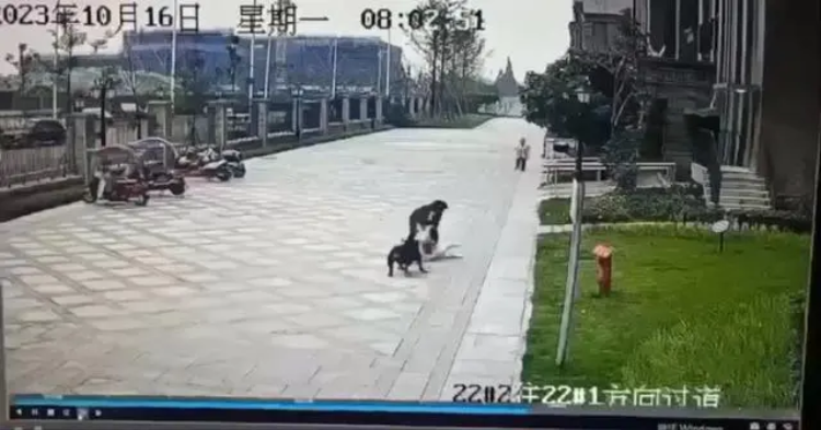 成都恶犬伤童事件最新五大疑问：200万元应由谁出？后续花费几何？3