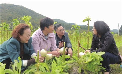 烟薯及烟菜复合种植生产模式 助力彭水乡村振兴