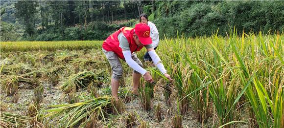 骆科军正在帮助缺劳动力的农户抢收水稻。通讯员 张凯伦  摄