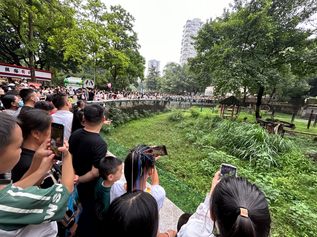 雙節(jié)期間，前往重慶動(dòng)物園看熊貓的游客。重慶動(dòng)物園供圖