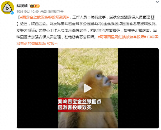 乱投喂屡禁不止！西安一金丝猴因游客投喂而死？园方回应