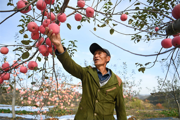 南沟村果农胡福义在自家果园查看苹果长势。新华社记者 张博文 摄