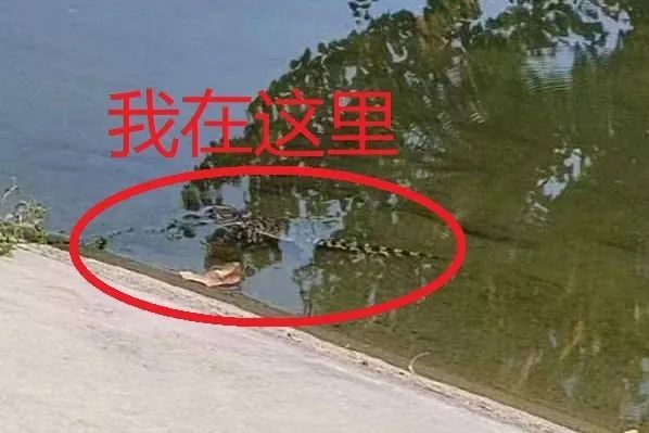 北京望京一河里惊现鳄鱼！警方：已捕获，疑是人为放生1