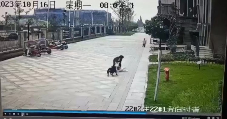 狗主人亲属回应2岁女童被咬伤:大门没关好两只狗偷跑出门,主人曾出门寻找但没找到1
