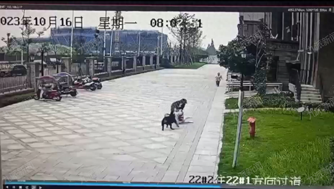 成都被咬女童家属：申请对黑狗安乐死1