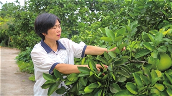 村民在管护柚树。记者 周旋 周光辉 摄