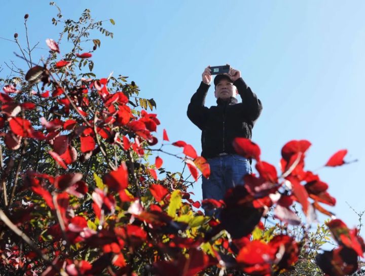 摄影爱好者拍摄红叶。