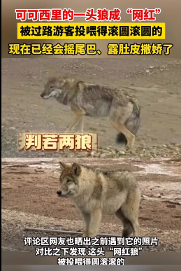 可可西里一头狼“被投喂变胖成网红”，专家：不应人为干预动物生存法则1