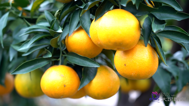 柑橘挂满枝头。