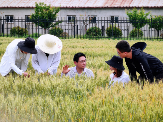 陕西永寿小麦科技小院的老师为驻扎同学讲解“锌硒”小麦采样的注意事项。拼多多供图华龙网发