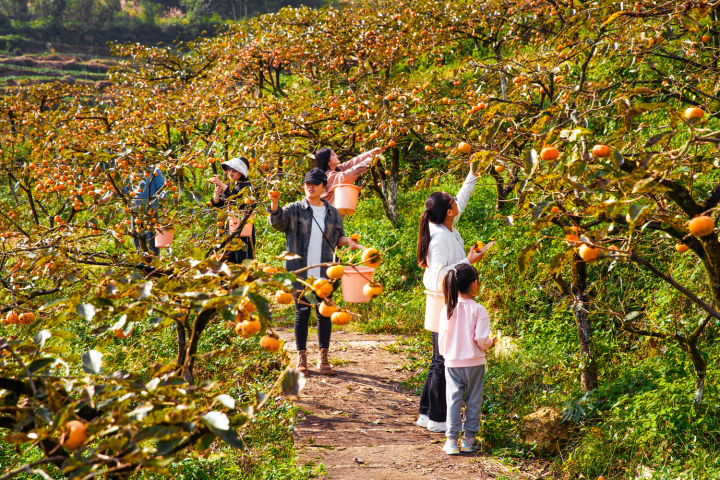 金黄的柿子挂满枝头，吸引了不少游客前来观光采摘。