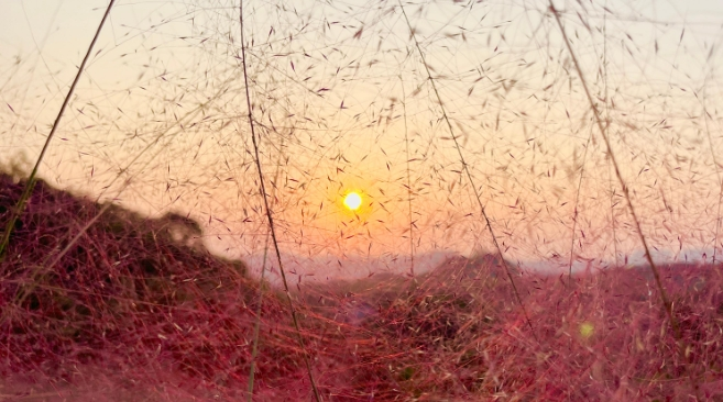 Pink muhly grass swings beautifully in the wind on sunset. 