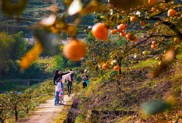 金黄的柿子吸引游客前来观光采摘。