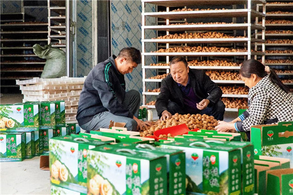 石锣村宇欣生态农业专业合作社负责人余江和工人正在包装核桃。通讯员 吴丹 摄
