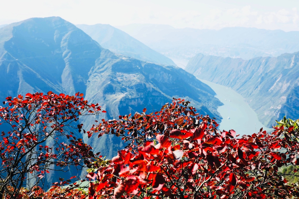 又是一年红叶季。 巫山县旅发集团供图