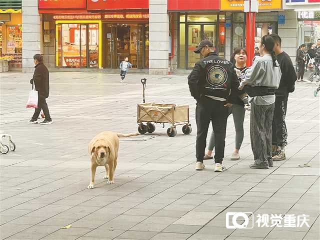 “这里还有人遛大型犬不牵绳”