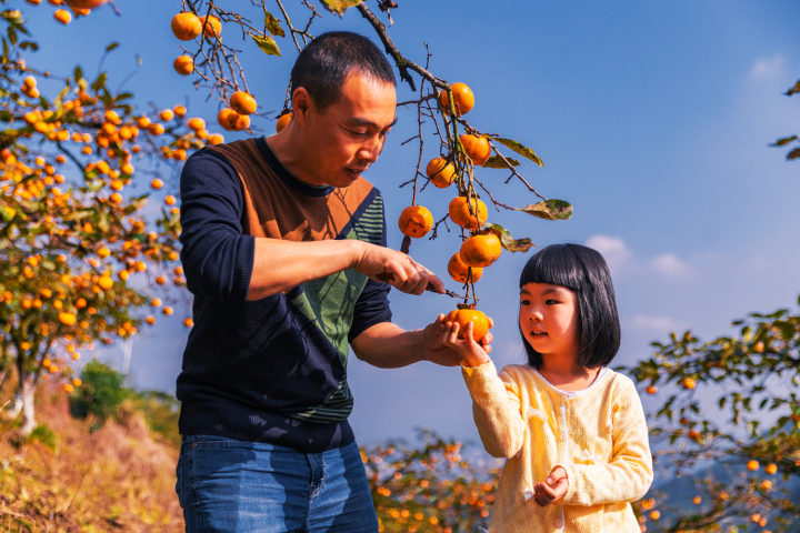 Tourists picking up persimmons (Photographed by Wei Rui)