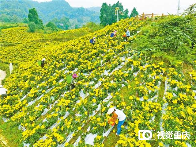 巴南：金丝皇菊采摘忙