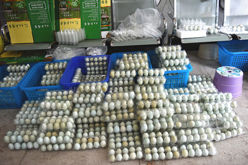 专业合作社回收的绿壳鸡蛋。特约通讯员 隆太良 摄。