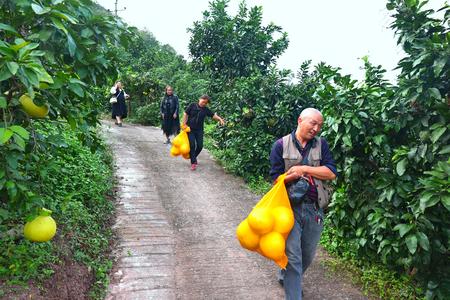 果农周云碧与客户们搬运柚子。特约通讯员 湛江涛 摄