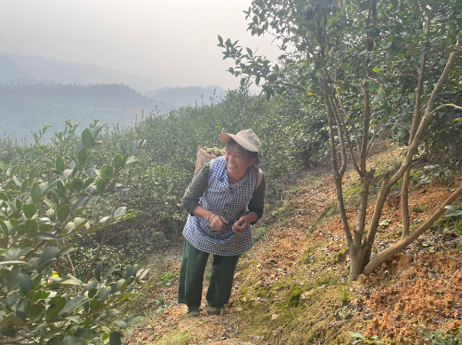 村民们采摘油茶果。