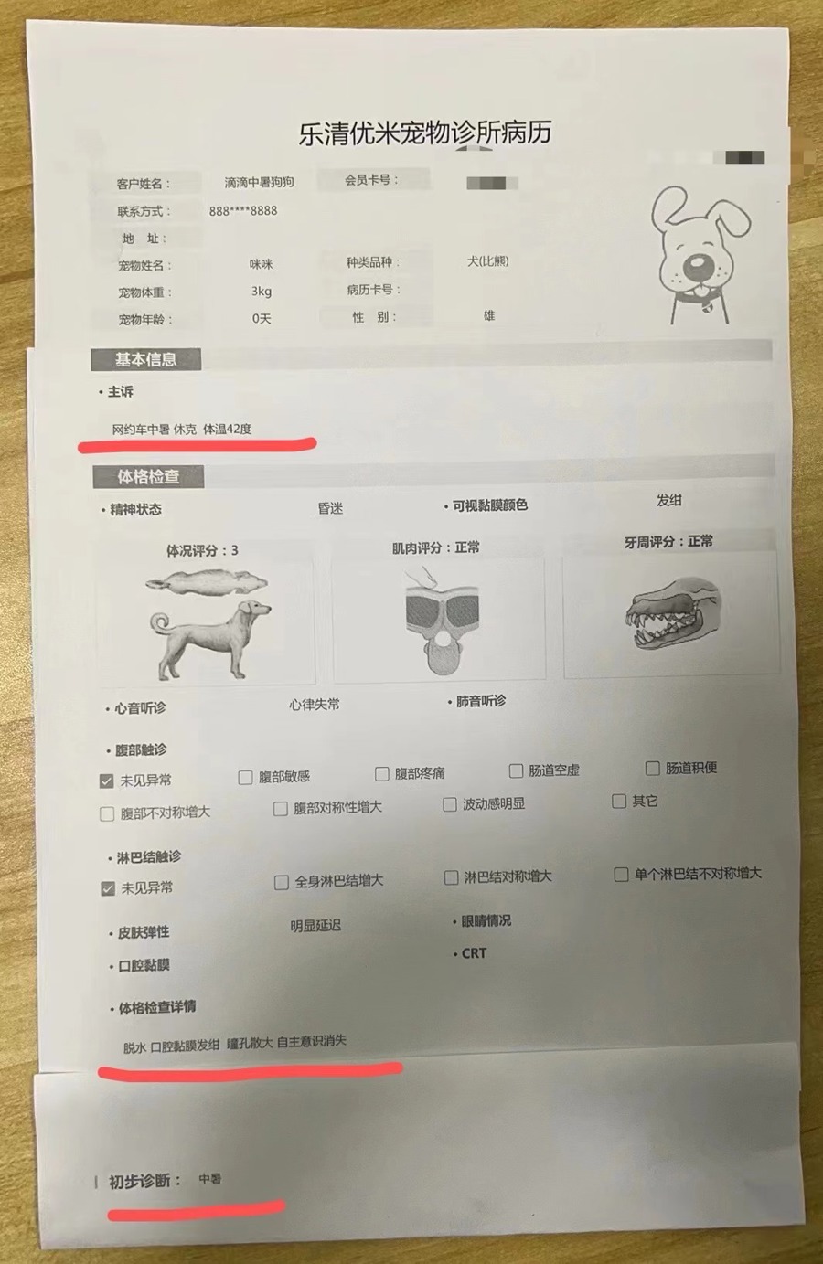 活蹦乱跳上车，至目的地时却奄奄一息！“哈啰送宠”出现意外责任谁来担？4