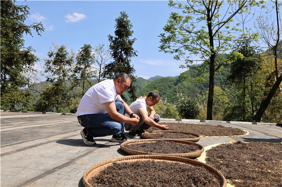 巫溪将“粗茶”列为十大特色产业进行规划发展和重点打造。巫溪县委宣传部供图 华龙网发