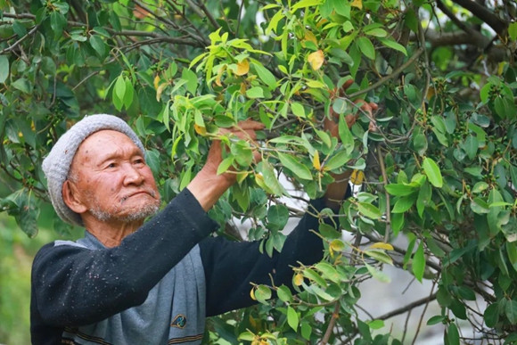 巫溪老鹰茶相关产业受益群众达10余万人。巫溪县委宣传部供图 华龙网发