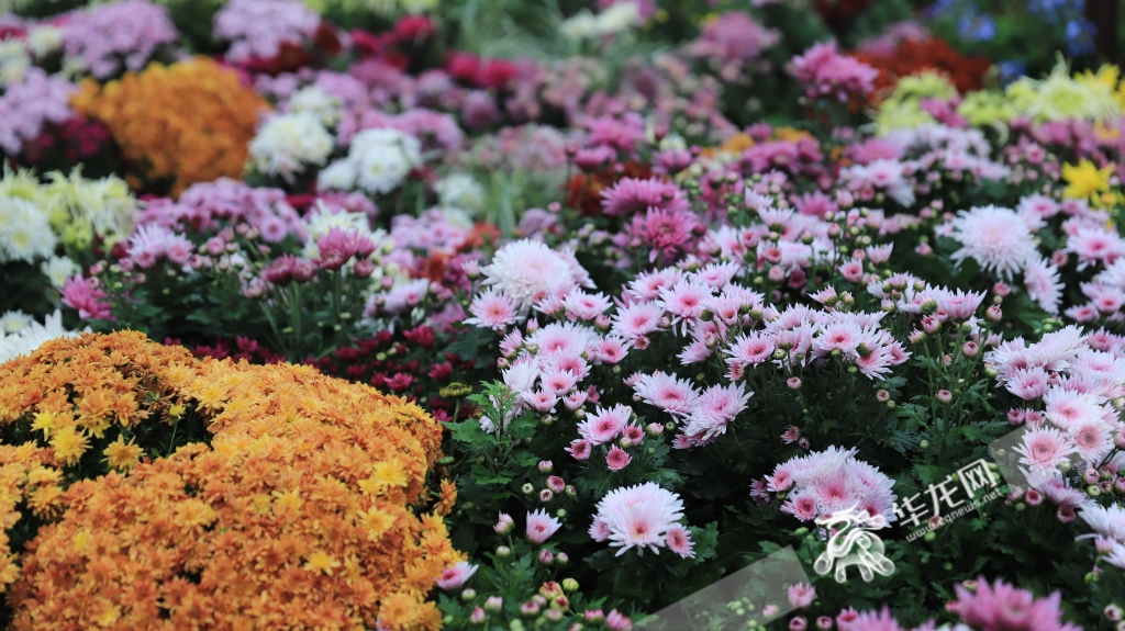 200,000 pots of chrysanthemums (over 500 varieties) and 100,000 pots of herbaceous flowers are displayed. 