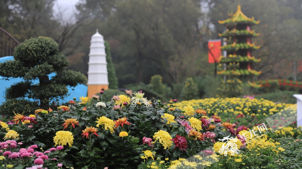 The theme of the chrysanthemums exhibition is “glamourous Chrysanthemums in Nanshan, Beautiful Natural Scenery in Chongqing”.