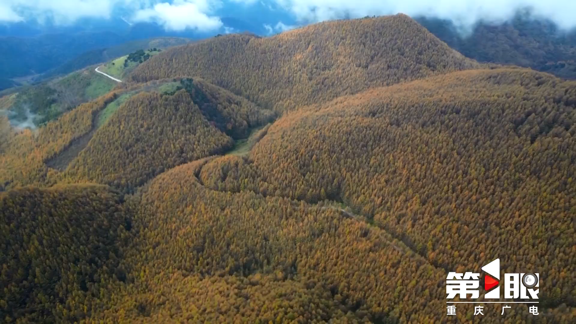 巫山：万亩落叶松层林尽染5