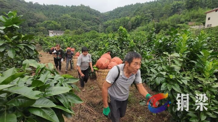 村民正在地里采摘柚子。
