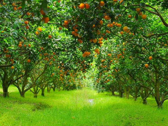 忠县三峡橘乡田园综合体柑橘树挂满了果子。忠县县委宣传部供图 华龙网发