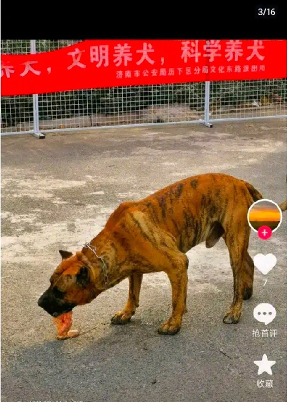 男子炫耀市中心养烈性犬？物业称狗主人已将狗带走 警方：处理结果会尽快发布2