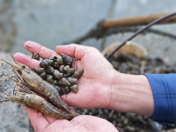6稻螺共养基础上，发展“稻+螺+虾”套养模式。主办方供图 华龙网发