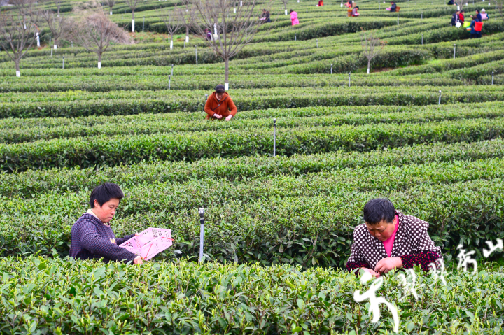 秀山县不断加快茶产业全链条布局。