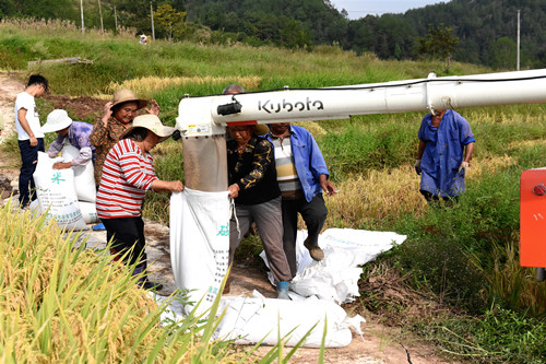 务工村民在装收割机里的稻谷。特约通讯员 隆太良 摄