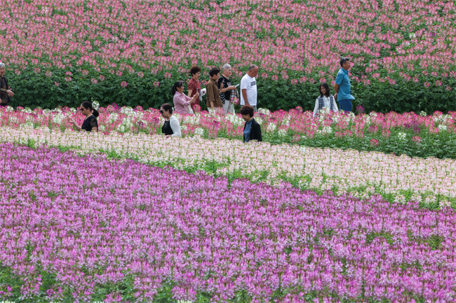 游客在杭州市余杭区径山镇径山花海中赏花。新华社记者  徐昱 摄