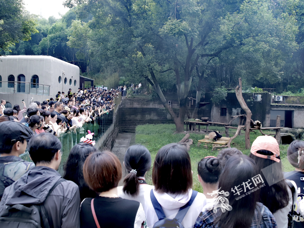 Chongqing Zoo saw a large crowd of tourists during the holiday