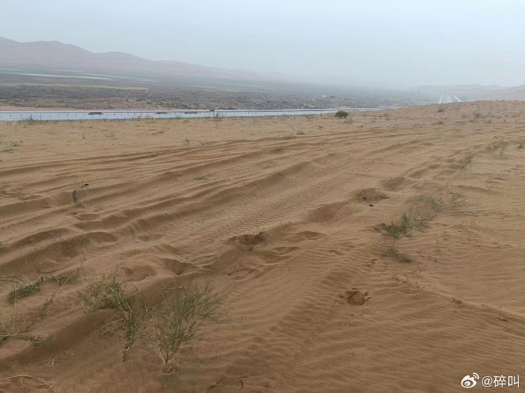 腾格里沙漠大量治沙花棒遭越野车碾压，轮胎印清晰可见