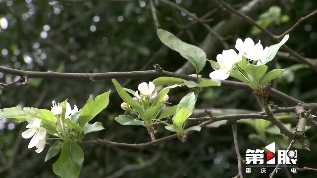 秋意正浓 来植物园赏个花秋个游吧17