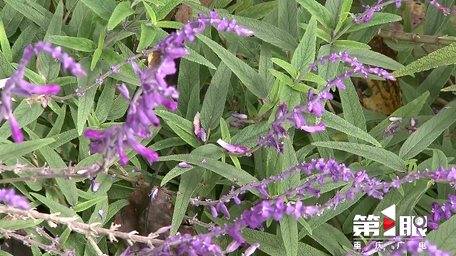 秋意正浓 来植物园赏个花秋个游吧6