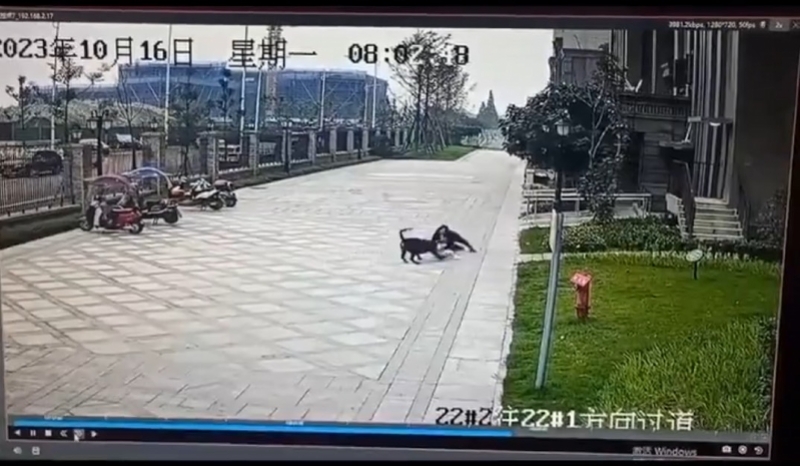 成都女童遭烈犬撕咬,右肾已保住恢复情况较好!治疗进展披露