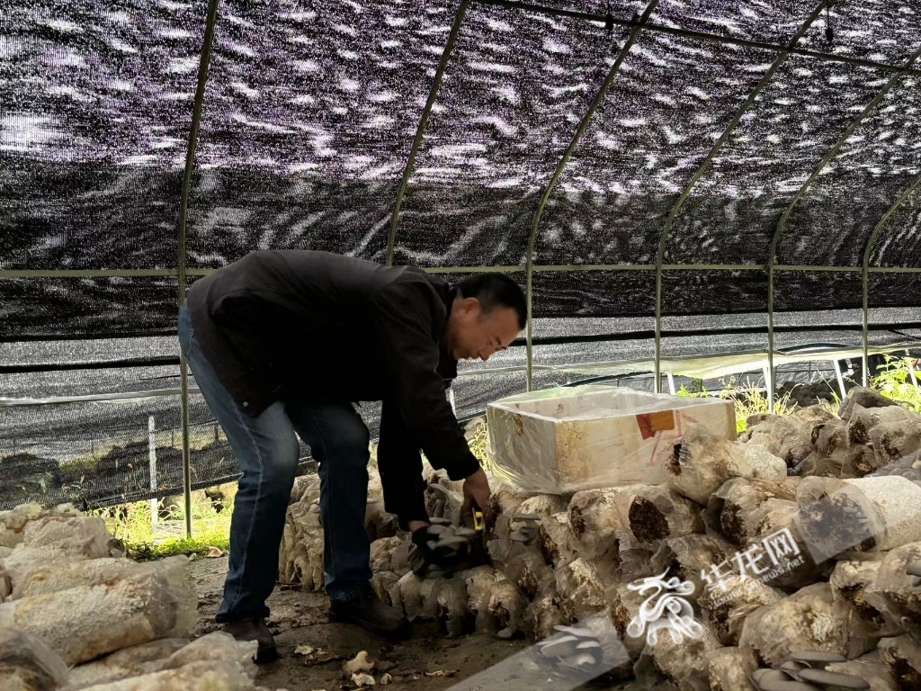 村民正在食用菌大棚里采摘平菇。