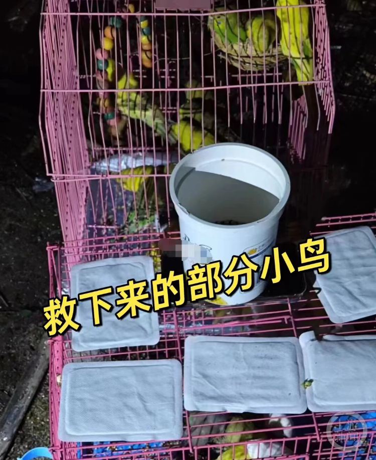 成都上千只宠物鹦鹉被人野外放生，农业部门：正处理，不允许私自放生大量宠物3