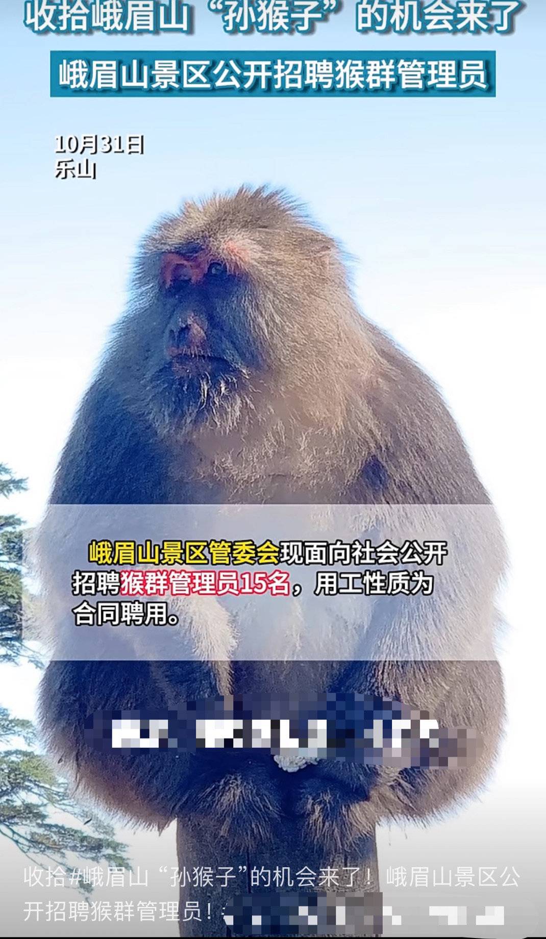 峨眉山招聘猴群管理员引热议 景区：合同聘用制，缴纳五险一金2