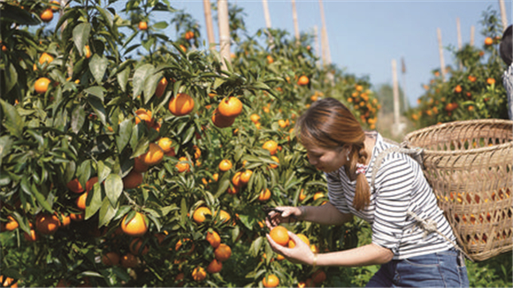 果农正在采摘柑橘。记者 赵竹萱 摄
