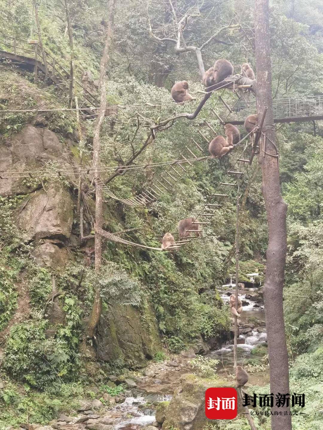 峨眉山招聘猴群管理员引热议 景区：合同聘用制，缴纳五险一金1