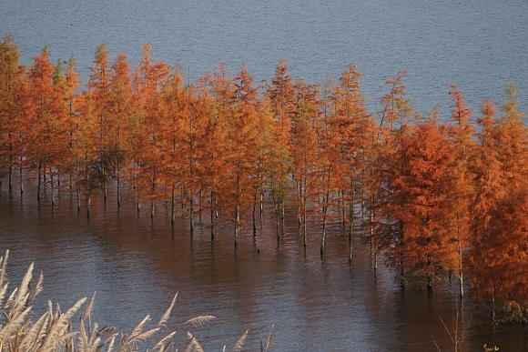 秋季的开州汉丰湖风景。开州区林业局供图 华龙网发